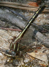 Lancet Clubtail